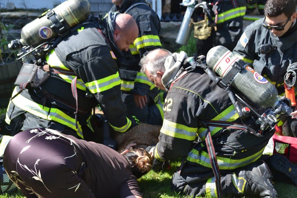 Firefighters Rescue Three Animals During Westport Point Structure Fire 2 813101926 1802338100896026 6342839975092292653 n
