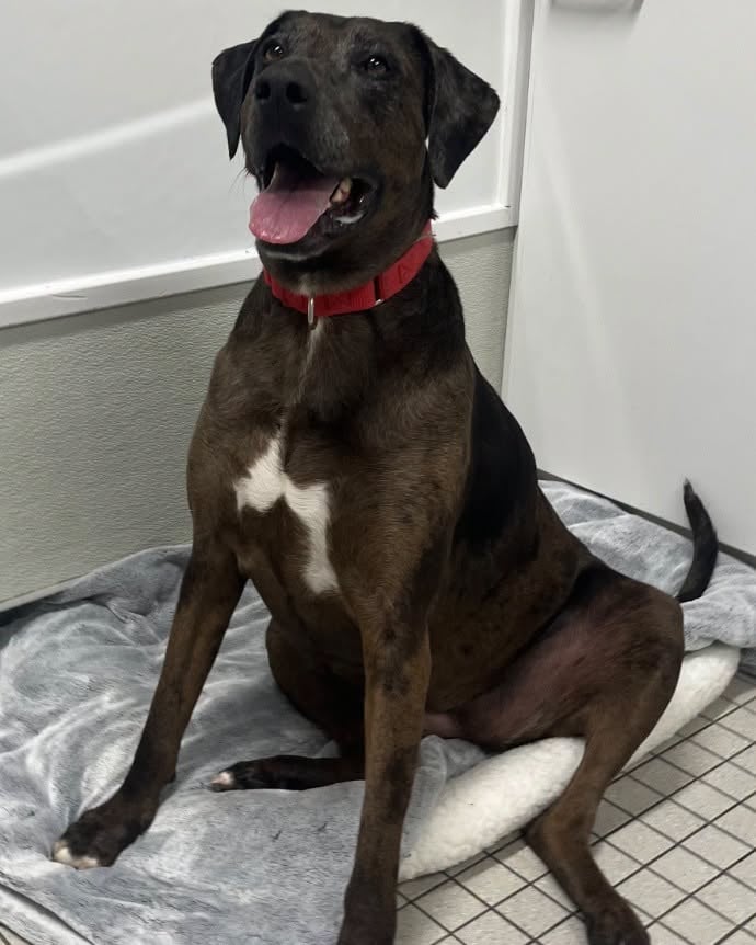 Meet Calamity: The 85-Pound Gentle Giant Looking for Her Forever Home 2 825267822 28979405454985525 892475852974097509 n