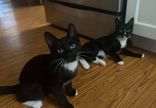 AdoptMeMobyKit