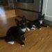 “Did We Just Become Best Friends?” — These Two Tiny Brothers Refuse to Imagine Life Apart 2 AdoptMeMobyKit
