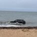 Sub-Aqua Mazda: Driver Misses the Turn, Hits the Water, and Leaves Cape Cod Shocked 3 Mazda Ocean View
