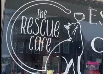 RescueCafe