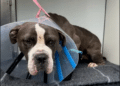 Framingham Man Held on $10,000 Bail After Dog Allegedly Dragged by Truck 10 Screenshot 2026 09 15 155023