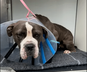 Framingham Man Held on $10,000 Bail After Dog Allegedly Dragged by Truck 14 Screenshot 2026 09 15 155023