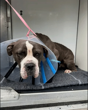 Framingham Man Held on $10,000 Bail After Dog Allegedly Dragged by Truck 1 Screenshot 2026 09 15 155023