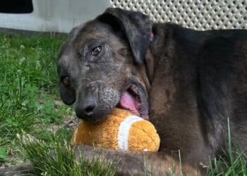 Meet Calamity: The 85-Pound Gentle Giant Looking for Her Forever Home 4 calamity forever paws