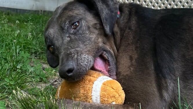 Meet Calamity: The 85-Pound Gentle Giant Looking for Her Forever Home 1 calamity forever paws