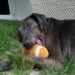 Meet Calamity: The 85-Pound Gentle Giant Looking for Her Forever Home 2 calamity forever paws
