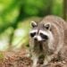 RABIES ALERT: POSITIVE RABIES CASE REPORTED IN ACUSHNET 3 rabid