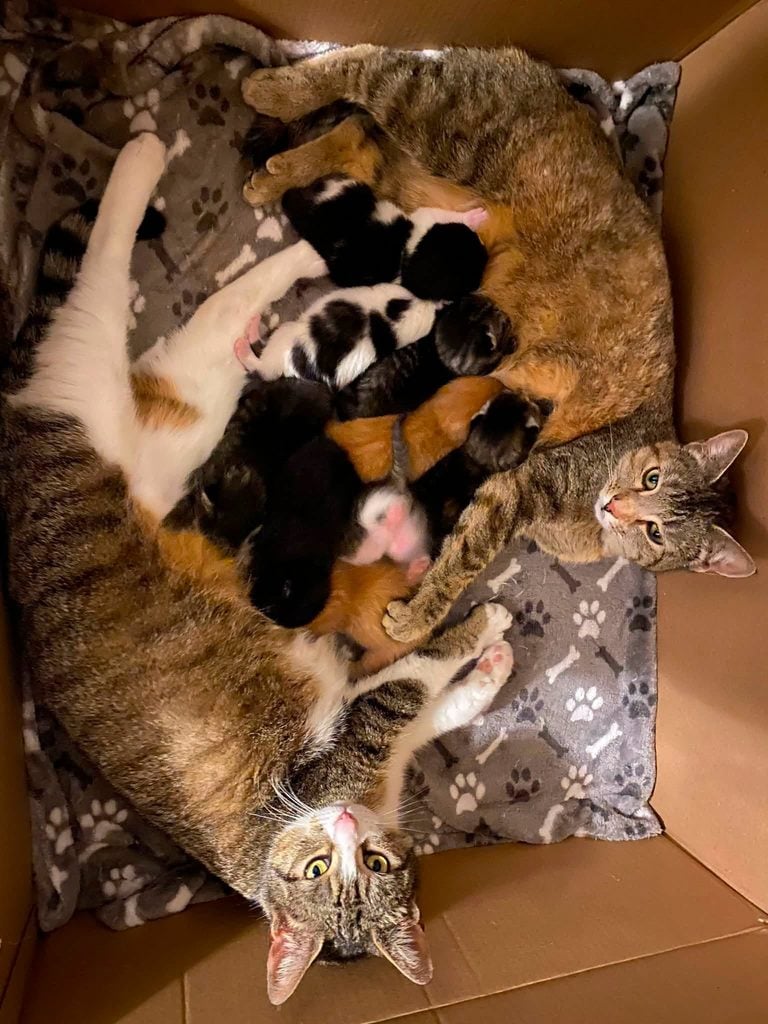 Extra Paws Needed: How You Can Make a Life-Saving Difference for Local Rescue Cats 2 767130911 1376252091148093 3597421510657426360 n 768x1024 1