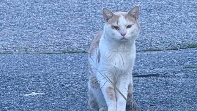 To Be Loved Is to Be Changed: Rescue Cat ‘Buster’ Finds Hope and Healing with Moby Kit Rescue 1 835659247 1123502413699310 6309976431415276651 n e1791471197208