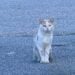 To Be Loved Is to Be Changed: Rescue Cat ‘Buster’ Finds Hope and Healing with Moby Kit Rescue 2 835659247 1123502413699310 6309976431415276651 n e1791471197208