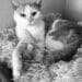 Why Buster’s Short Time in a Foster Home Mattered More Than We Know 2 842754435 1132108916171993 3465481498079341654 n