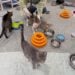Tragedy in Reading: MSPCA-Angell Rescues 84 Cats After Devastating Loss 2 850496267 18642336646047469 6566404678271252961 n scaled e1792073854556