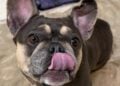 Meet Lovebug: The World's Strongest "Superglue" Dog Looking for Her Forever Home! 12 862116269 1444919248695040 235850171778617907 n