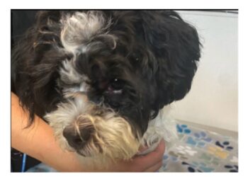 Arrest Made Following Disturbing Surveillance Video Capturing Animal Abuse in New Bedford 1 AbusedPup