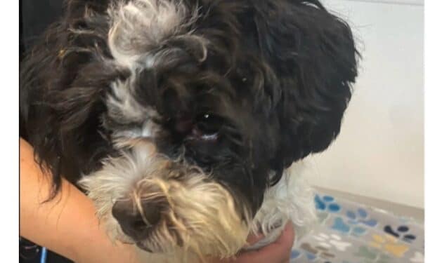 AbusedPup