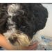 Arrest Made Following Disturbing Surveillance Video Capturing Animal Abuse in New Bedford 2 AbusedPup