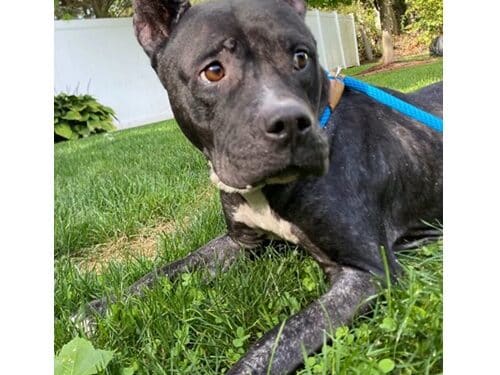 Meet Terah: A Gentle Soul Seeking Her Second Chance 1 Forever Paws
