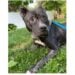 Meet Terah: A Gentle Soul Seeking Her Second Chance 2 Forever Paws