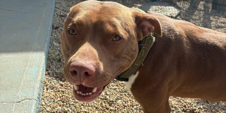 Warning: Highly Contagious Smile Making the Rounds at the Fairhaven Animal Shelter 1 Loki adopt
