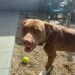 Warning: Highly Contagious Smile Making the Rounds at the Fairhaven Animal Shelter 2 Loki adopt
