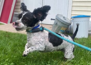 Puffin Forever Paws