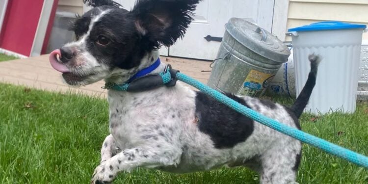 From Abuse Survivor to Social Butterfly: Puffin’s Inspiring Journey to a New Beginning 1 Puffin Forever Paws