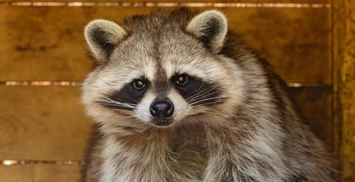 Rabies Alert Issued for Dartmouth Residents Following Positive Test 1 Credit - Radio Canada