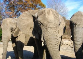 Roger Williams Park Zoo Photo