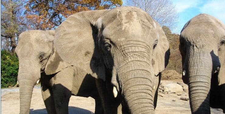 Roger Williams Park Zoo Photo
