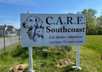 Extra Paws Needed: How You Can Make a Life-Saving Difference for Local Rescue Cats 15 careSouthcoast