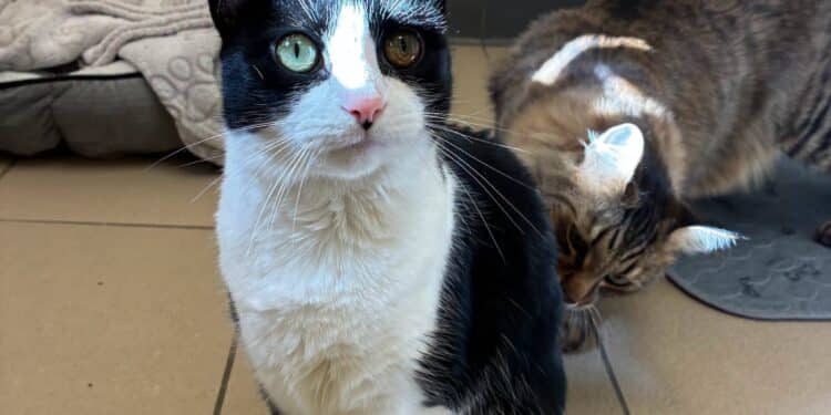 Double the Purrs: Meet Taz and Peanut, the Bonded Duo Ready for a Home 1 taz peanut
