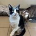 Double the Purrs: Meet Taz and Peanut, the Bonded Duo Ready for a Home 2 taz peanut